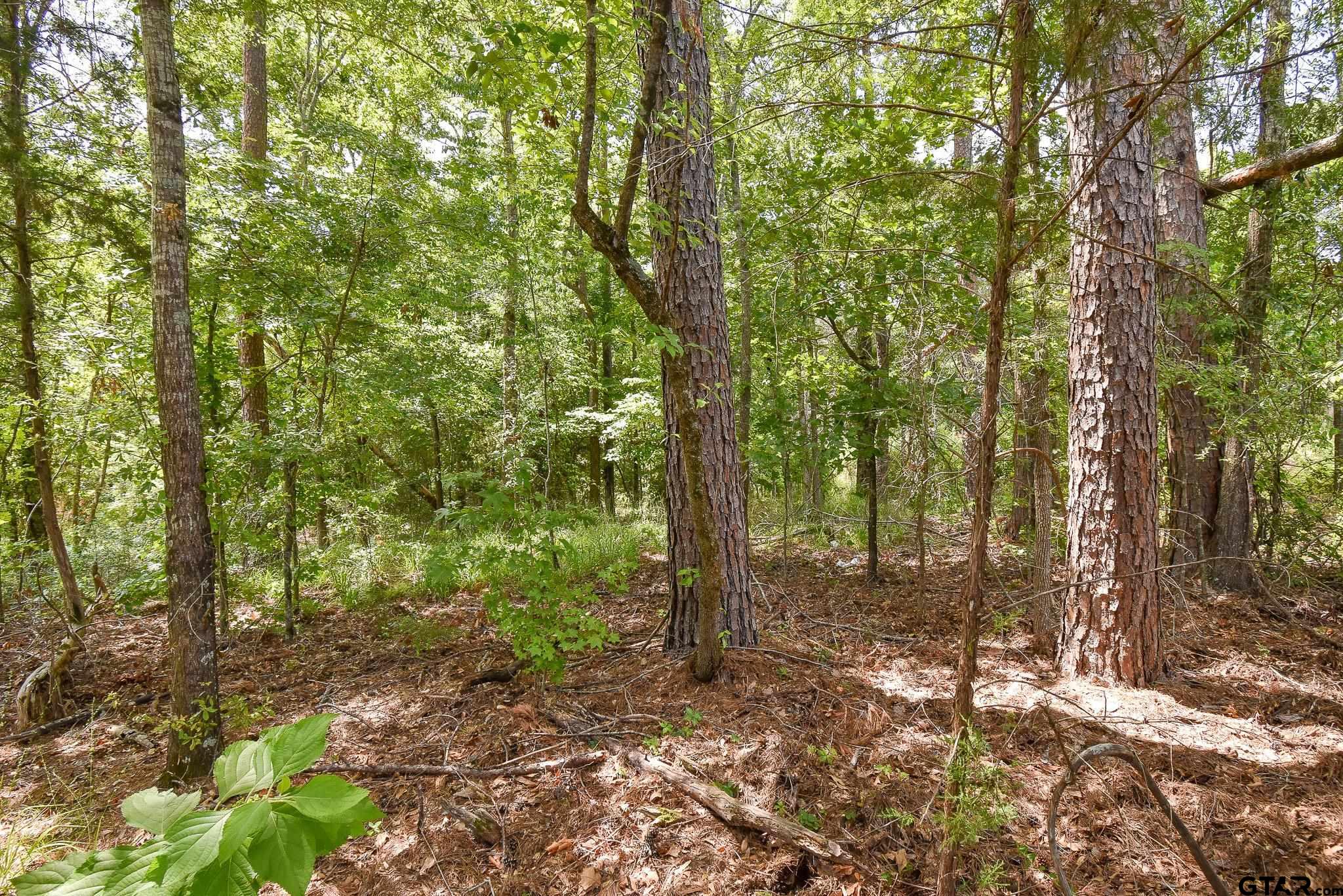 7933 Maple Lane Tyler, TX 75703 - Photo 7 of 10 a view of a forest with trees