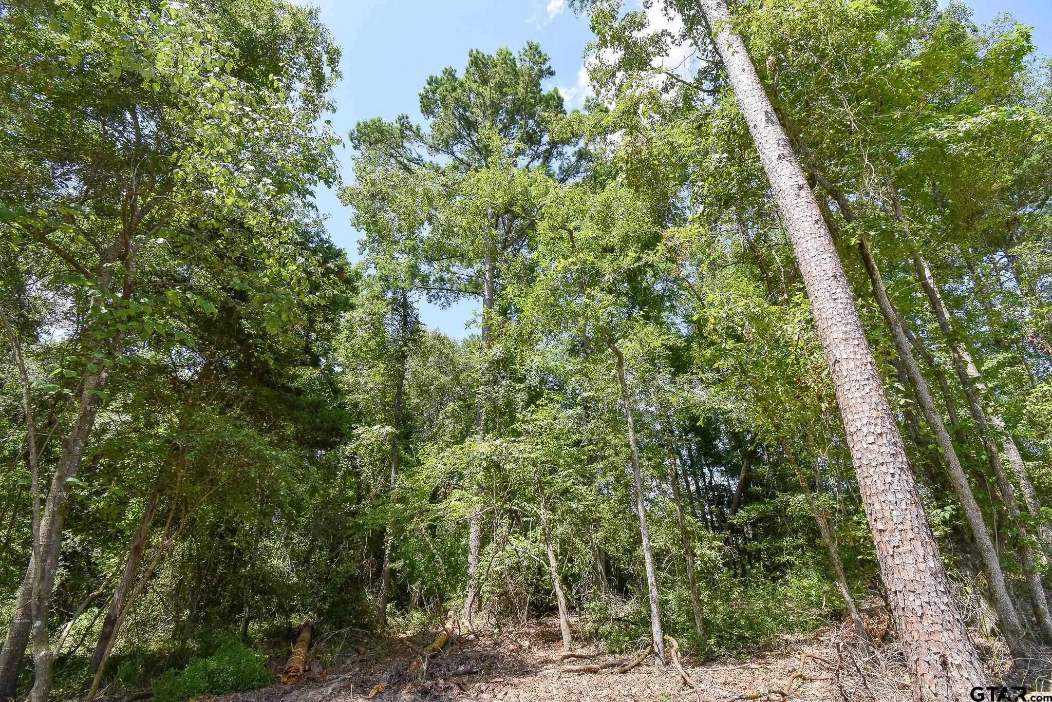 7933 Maple Lane Tyler, TX 75703 - Photo 8 of 10 a view of a forest