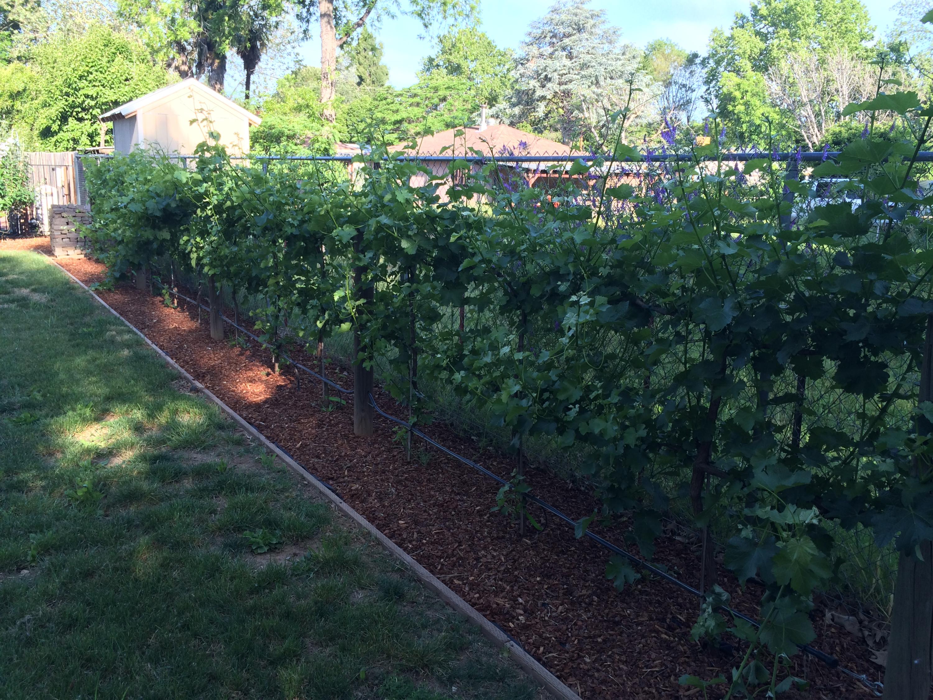 5561 Willow Road Redding, CA 96001 - Photo 30 of 30 Make your own wine!