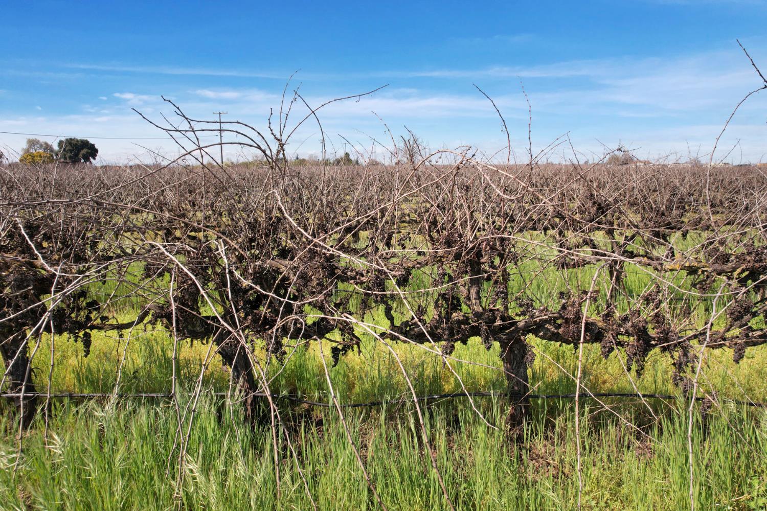 4923 West Acampo Road Lodi, CA 95242 - Photo 17 of 17 a view of a bunch of plants and trees