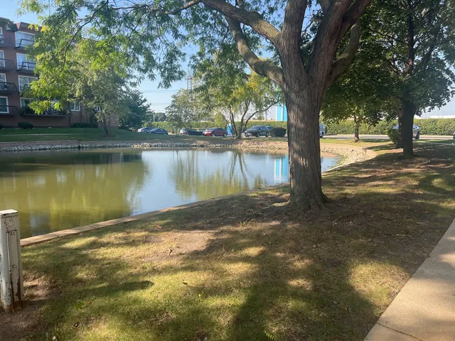 a view of a lake with a tree