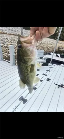 $1,699,000 | 246 West Westwind Drive, Wappapello, MO 63966