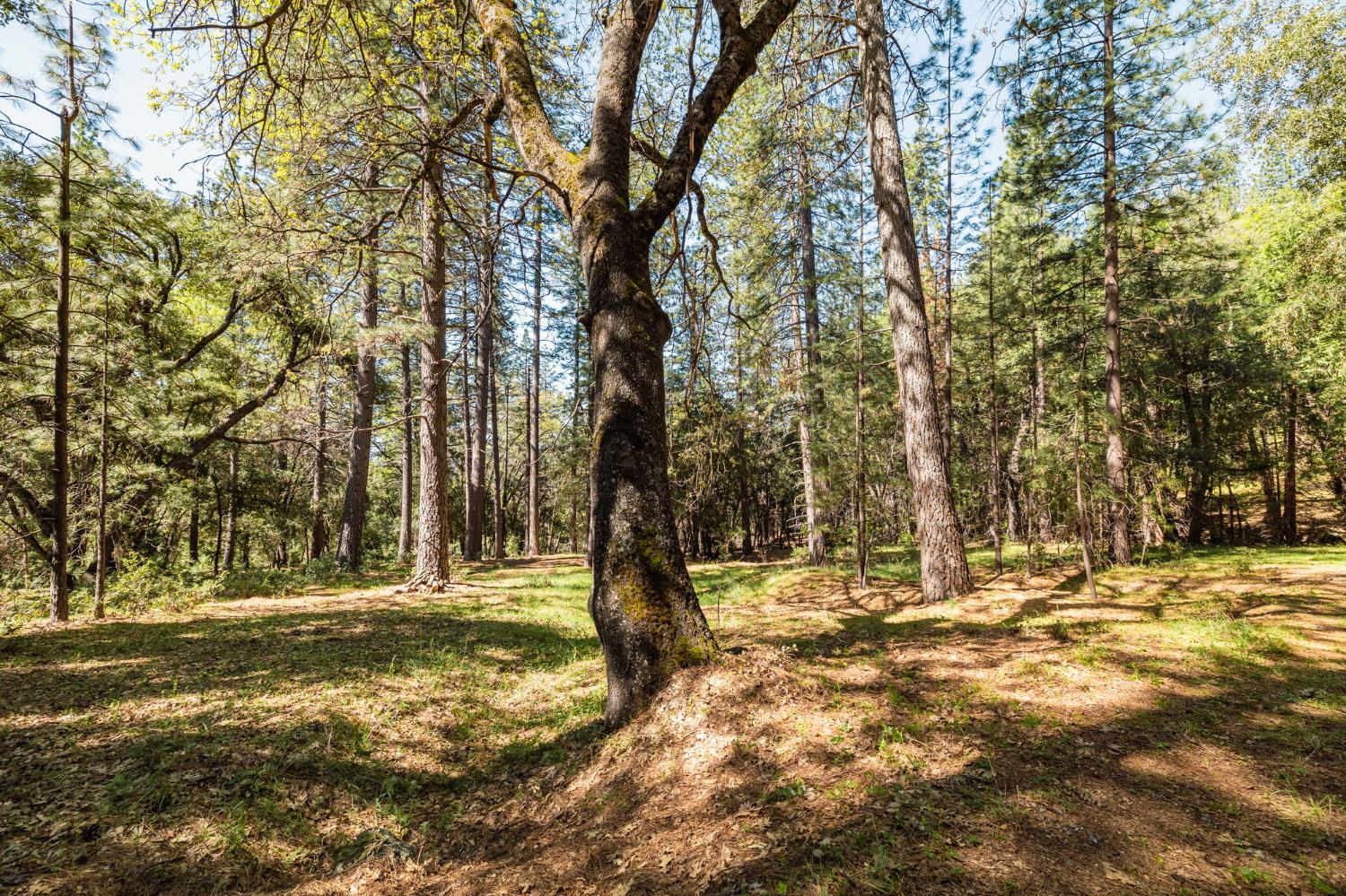 a view of outdoor space with trees
