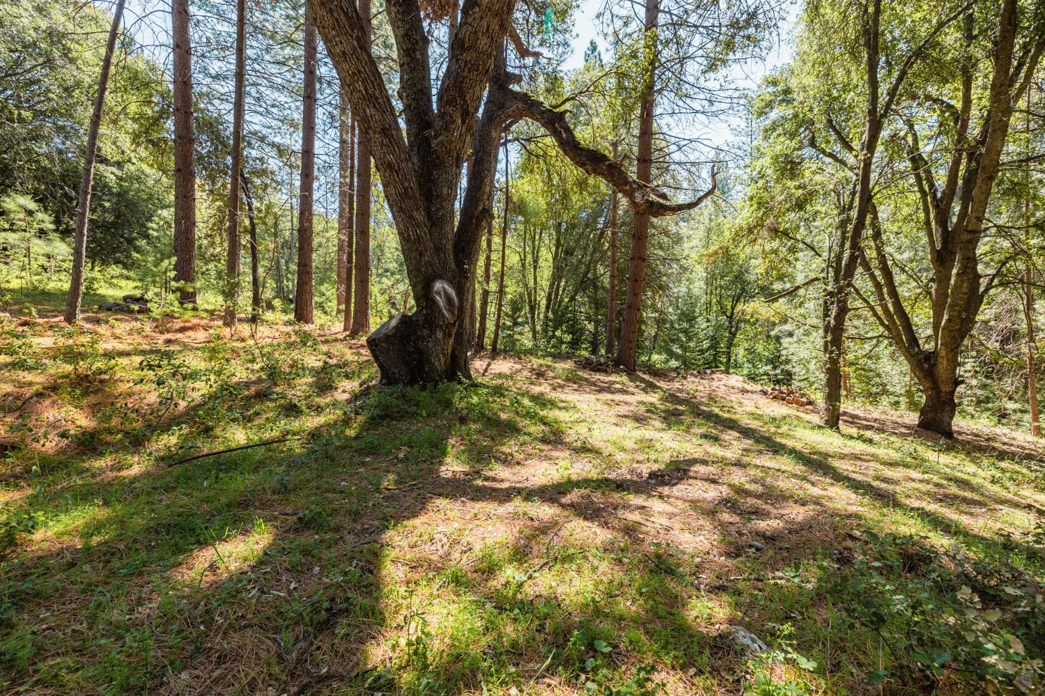 14737 Big Hill Road Sonora, CA 95370 - Photo 4 of 9 a view of outdoor space with trees