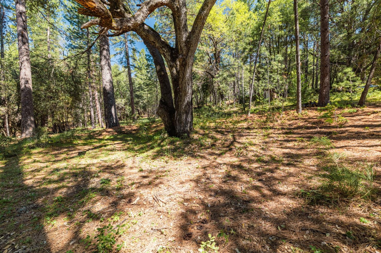 14737 Big Hill Road Sonora, CA 95370 - Photo 5 of 9 a view of outdoor space with trees