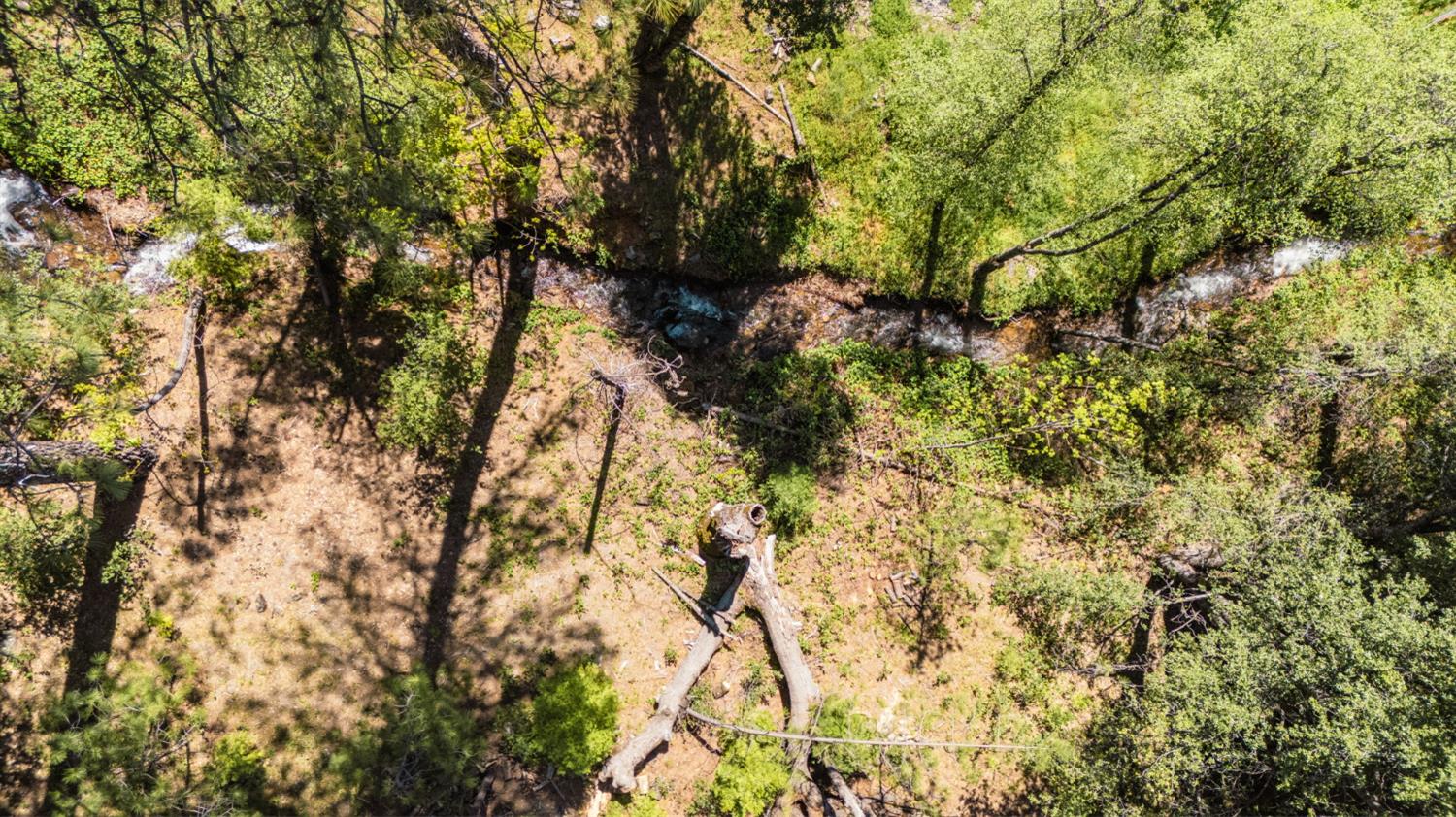 14737 Big Hill Road Sonora, CA 95370 - Photo 7 of 9 a view of a tree