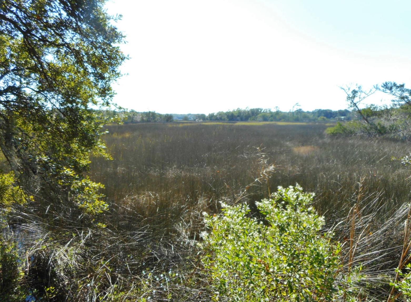 8246 Oyster Factory Road Edisto Island, SC 29438 - Photo 1 of 16 DSCN4157