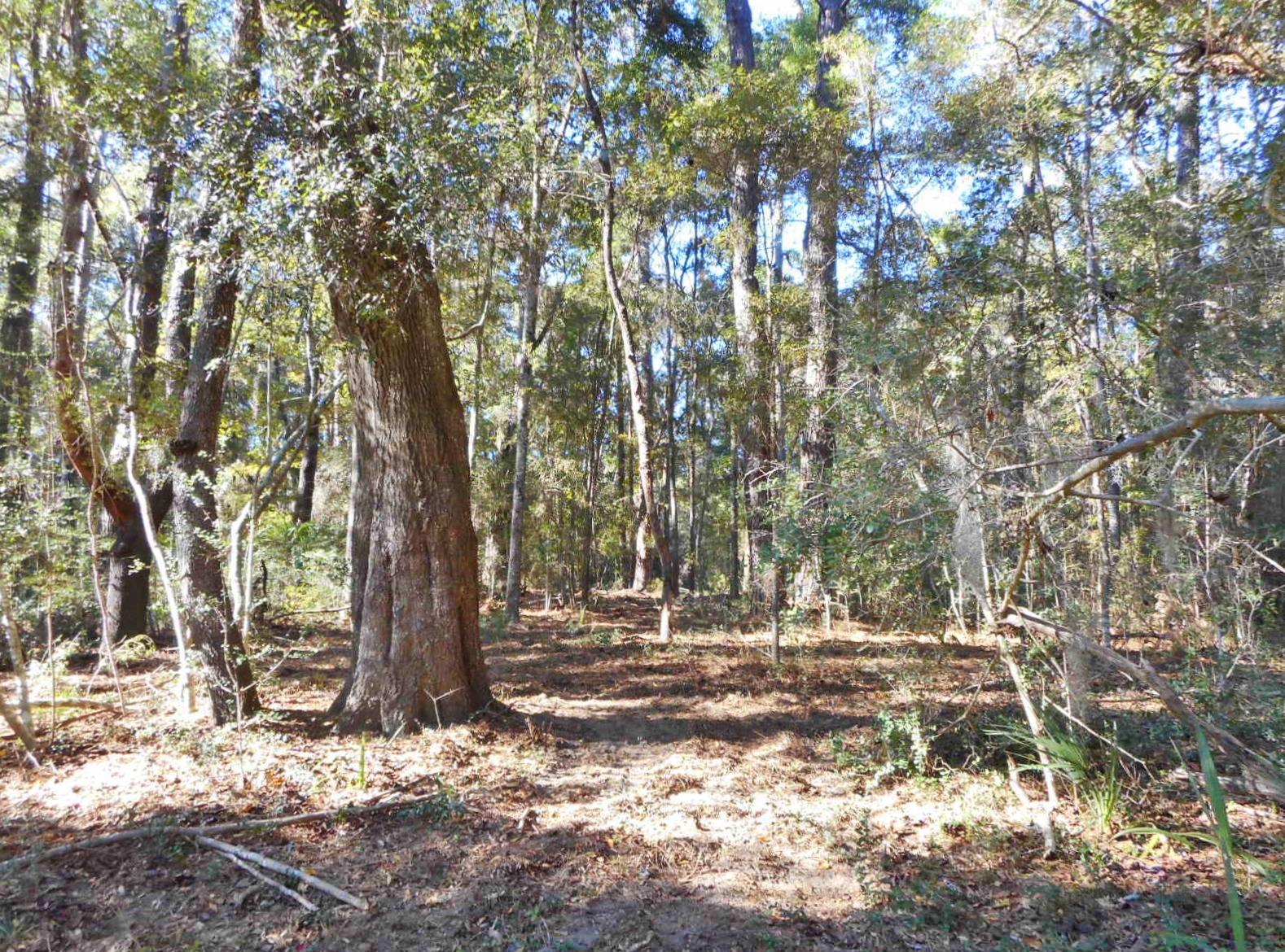 8246 Oyster Factory Road Edisto Island, SC 29438 - Photo 11 of 16 DSCN4170
