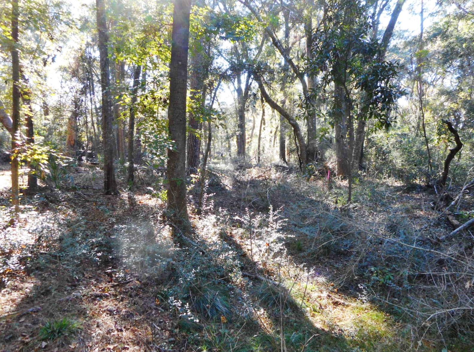 8246 Oyster Factory Road Edisto Island, SC 29438 - Photo 13 of 16 DSCN4172