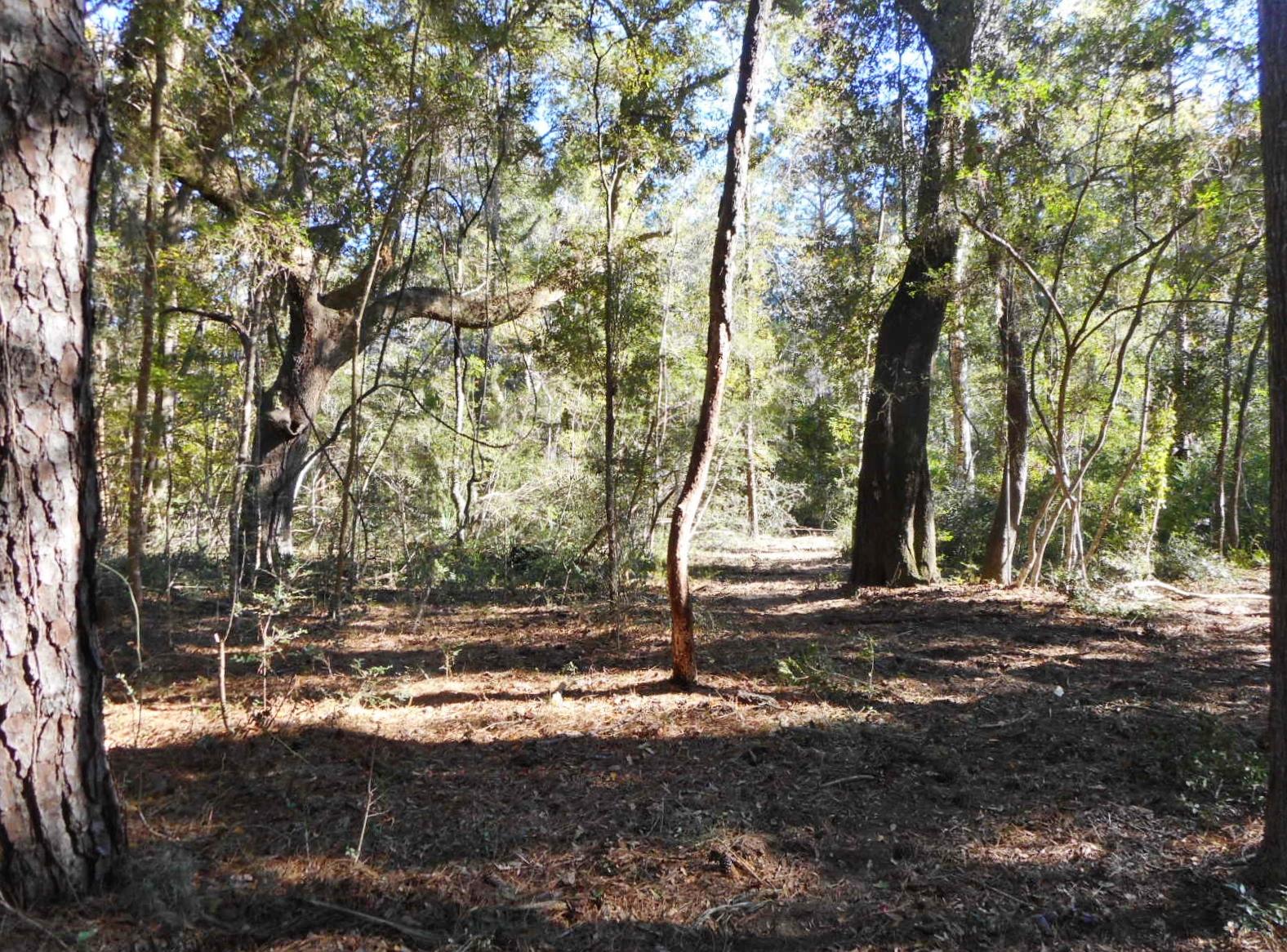 8246 Oyster Factory Road Edisto Island, SC 29438 - Photo 14 of 16 DSCN4173