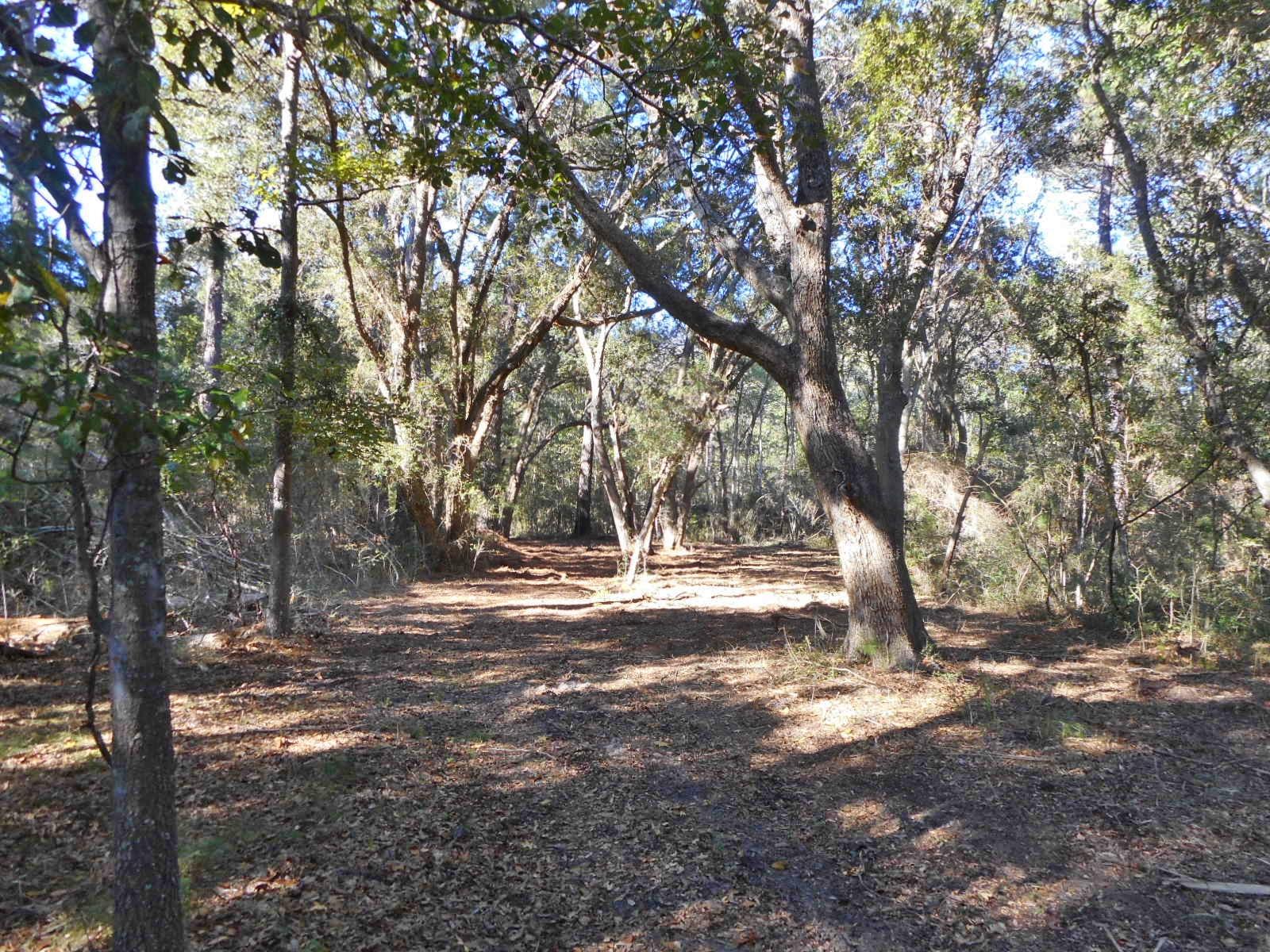 8246 Oyster Factory Road Edisto Island, SC 29438 - Photo 3 of 16 DSCN4164