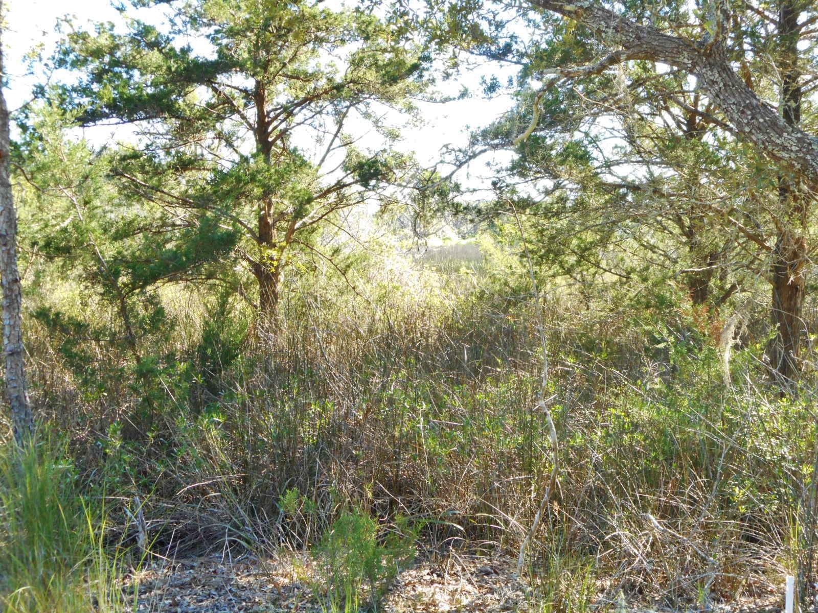 8246 Oyster Factory Road Edisto Island, SC 29438 - Photo 4 of 16 DSCN4158