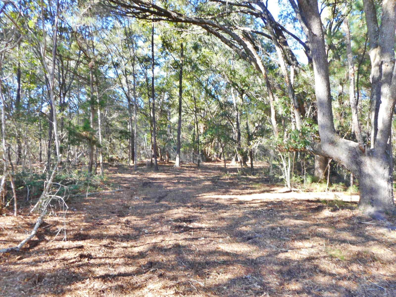 8246 Oyster Factory Road Edisto Island, SC 29438 - Photo 7 of 16 DSCN4161