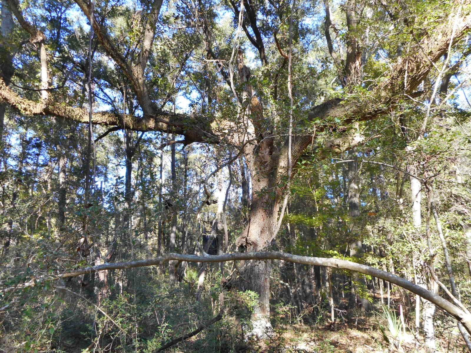 8246 Oyster Factory Road Edisto Island, SC 29438 - Photo 10 of 16 DSCN4169