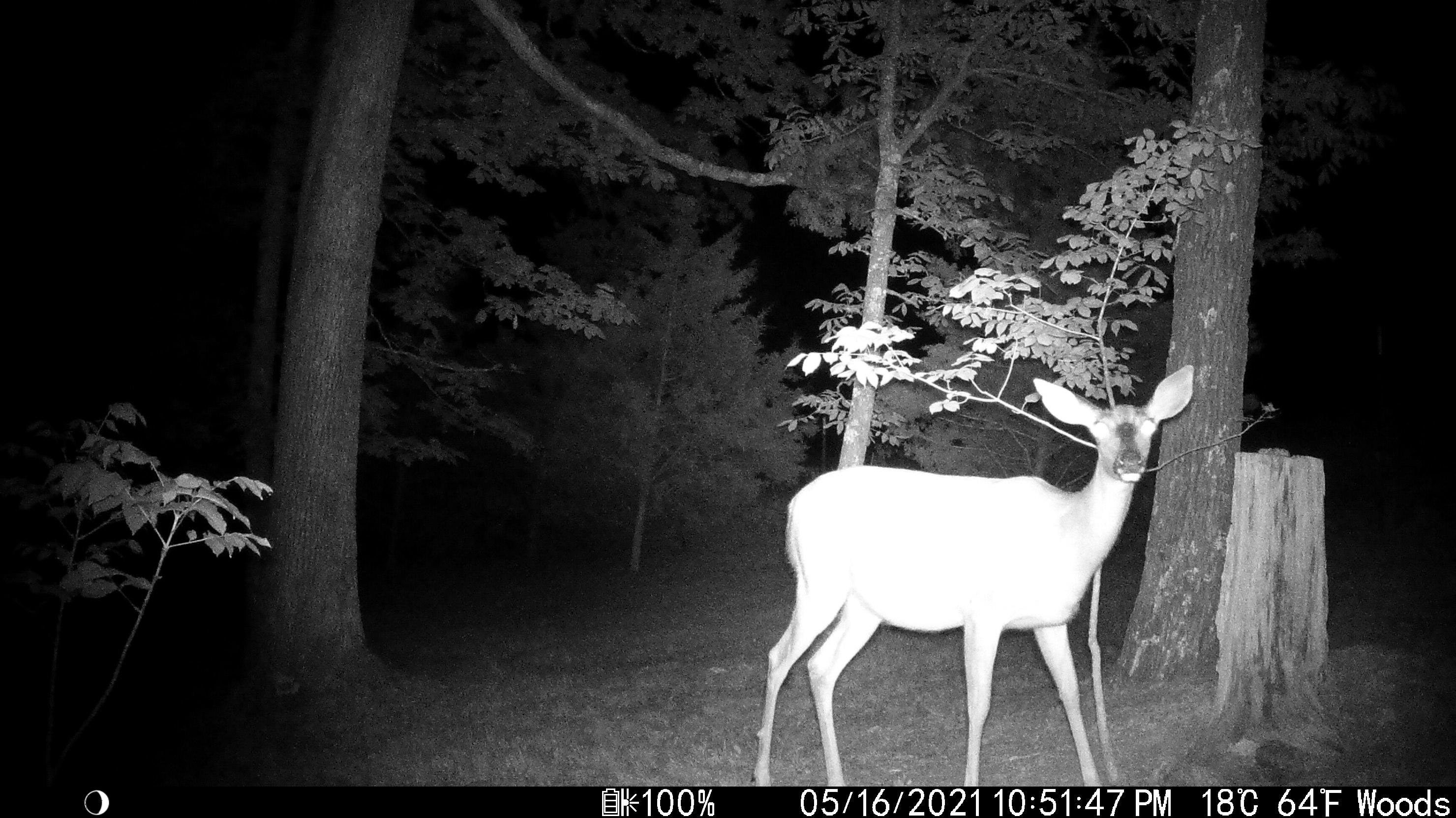 202 Lamb Road Crab Orchard, KY 40419 - Photo 38 of 40 20210516225148_IM_00254