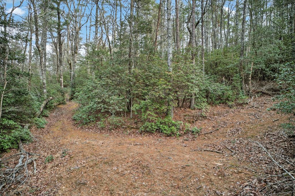 496 John Crow Road Dahlonega, GA 30533 - Photo 61 of 74 a view of a forest with trees in the background