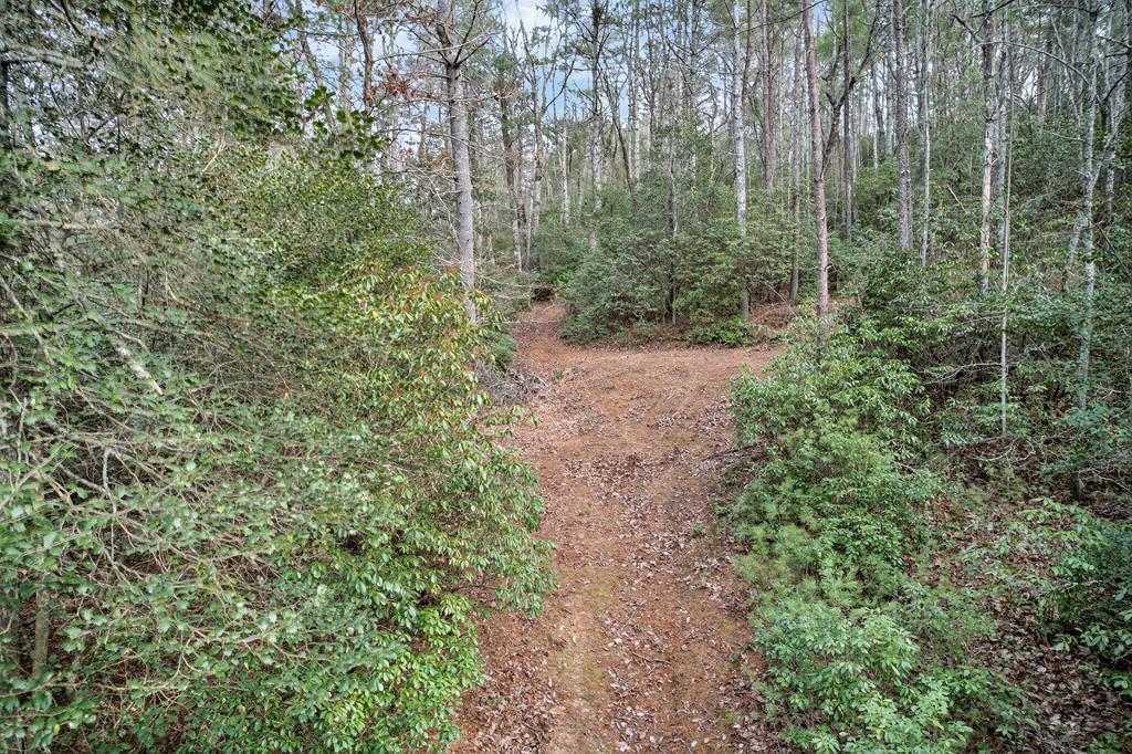 496 John Crow Road Dahlonega, GA 30533 - Photo 64 of 74 a view of a forest with trees in the background