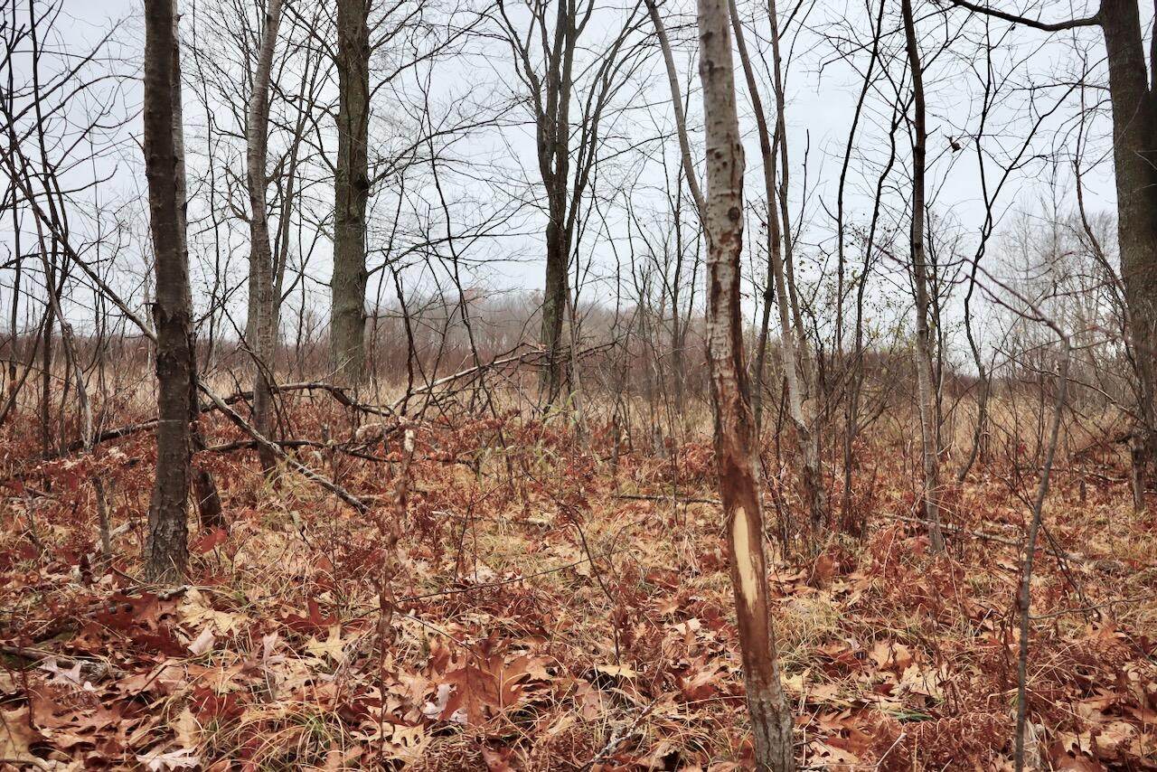Hatton Road Farwell, MI 48622 - Photo 22 of 78 Gallery Image 22