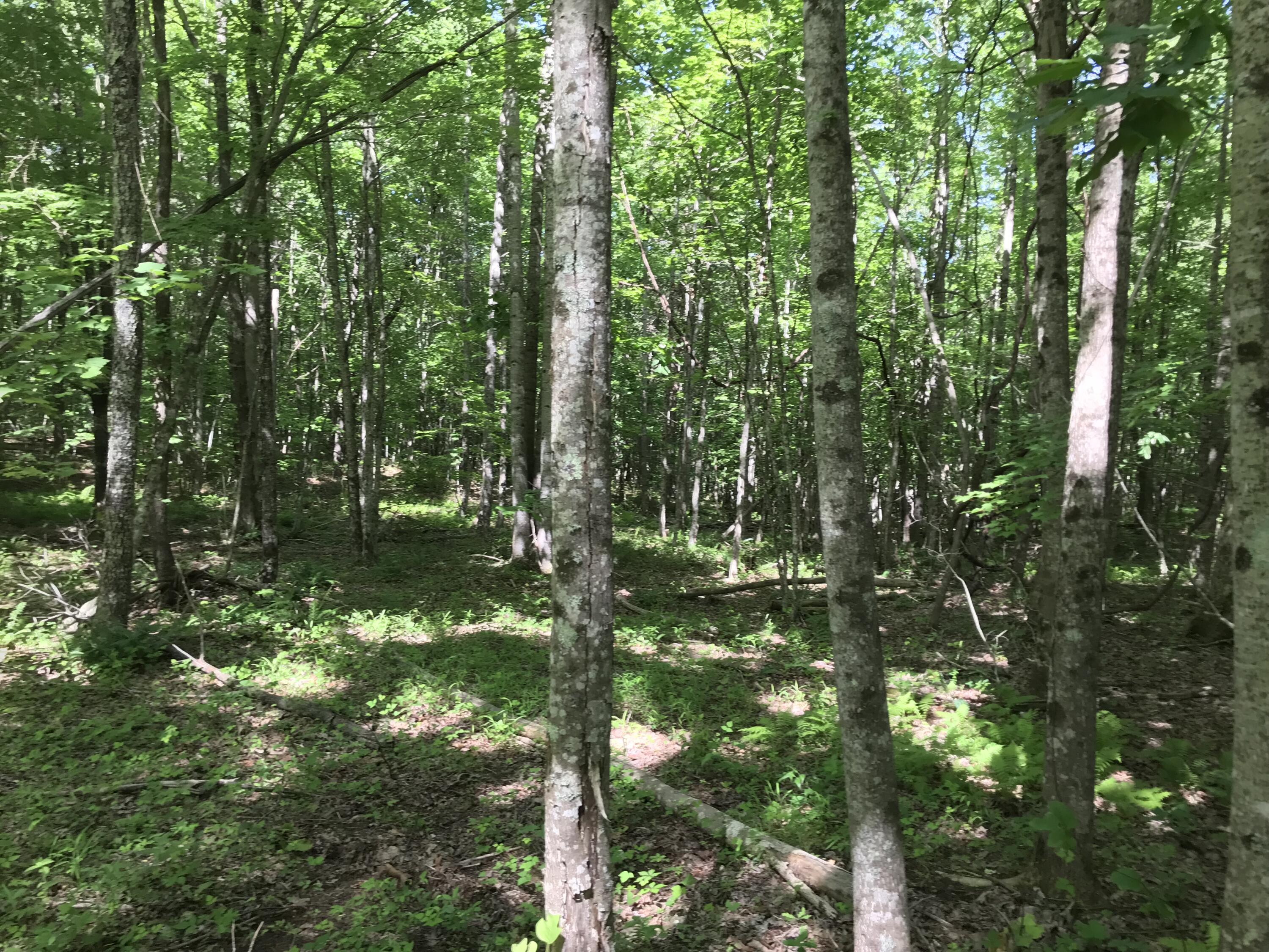 Lot 7 Hobbstown Road, Unit 7 Dunlap, TN 37327 - Photo 13 of 24 IMG_8228