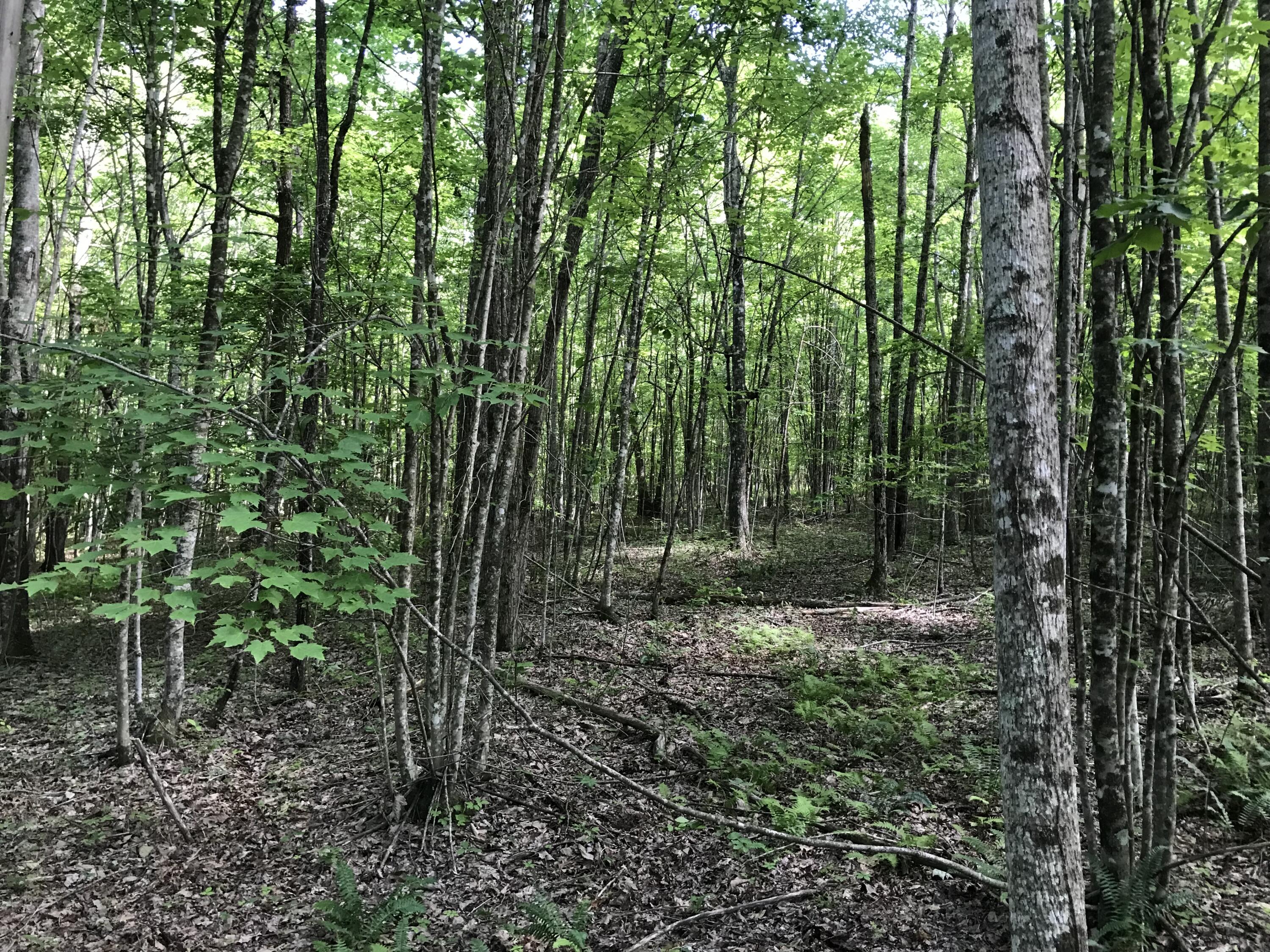 Lot 7 Hobbstown Road, Unit 7 Dunlap, TN 37327 - Photo 15 of 24 IMG_8201