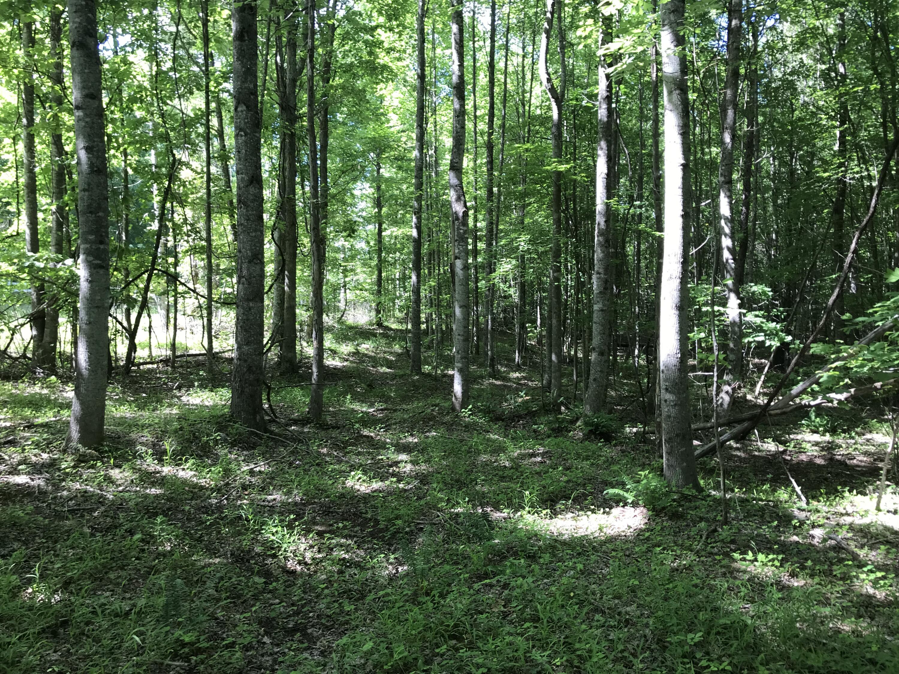 Lot 7 Hobbstown Road, Unit 7 Dunlap, TN 37327 - Photo 16 of 24 IMG_8225