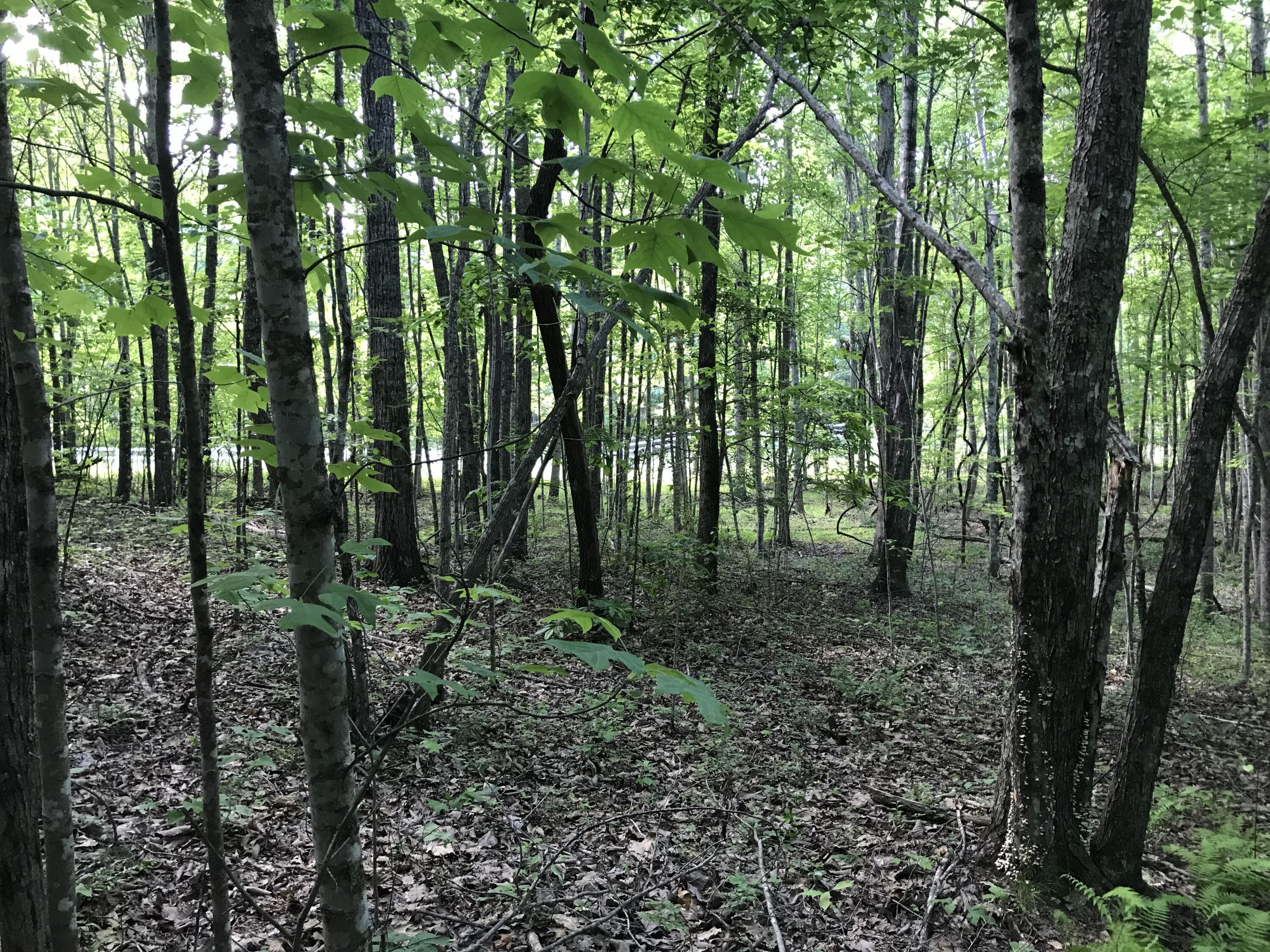 Lot 7 Hobbstown Road, Unit 7 Dunlap, TN 37327 - Photo 19 of 24 IMG_8207