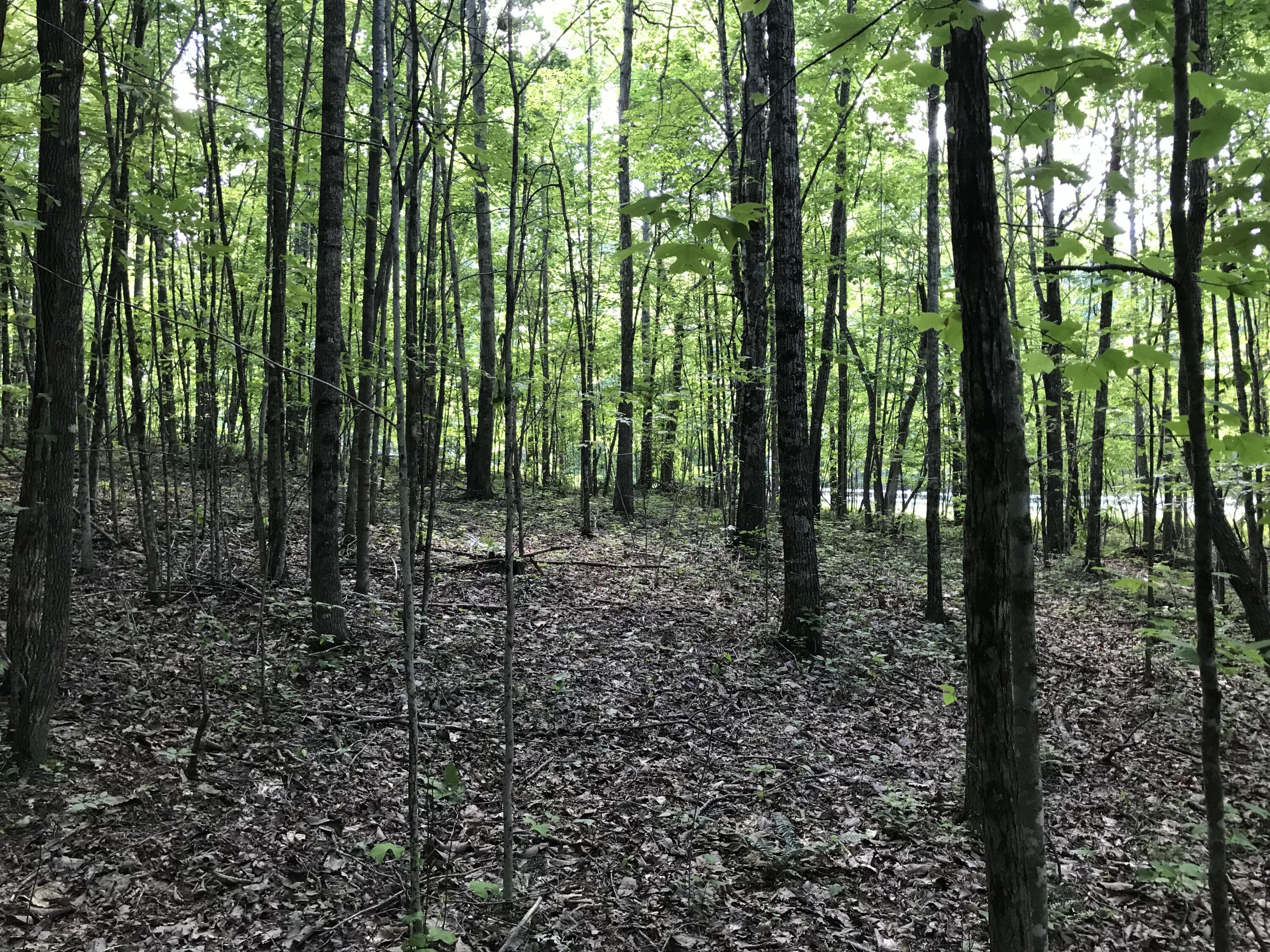 Lot 7 Hobbstown Road, Unit 7 Dunlap, TN 37327 - Photo 10 of 24 IMG_8208