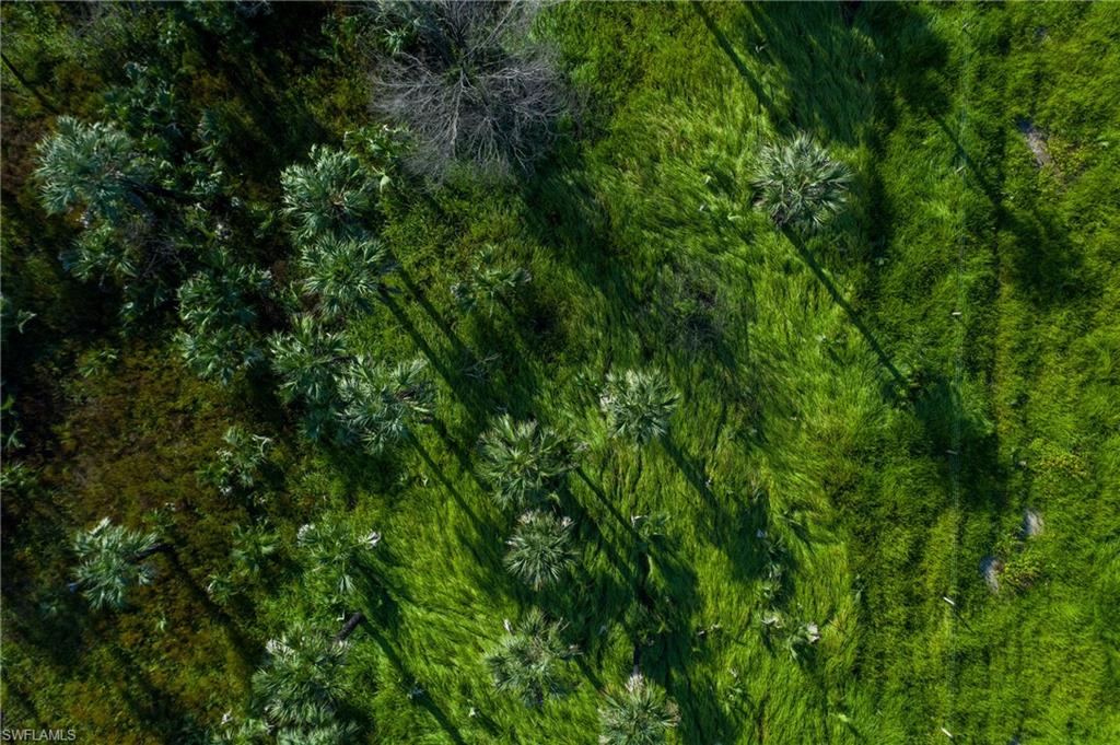 1835 Benton Road Naples, FL 34117 - Photo 8 of 9 a view of a lush green forest