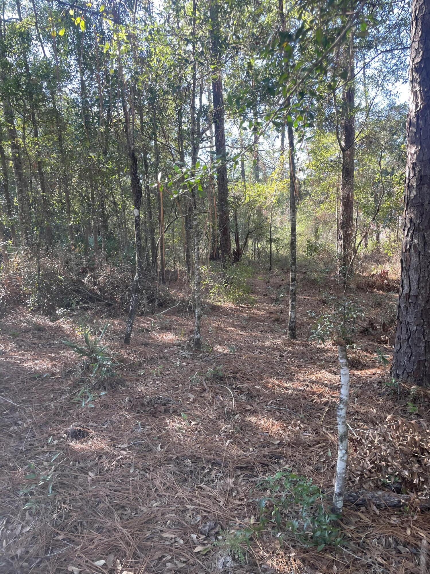 a view of a forest with trees in the background