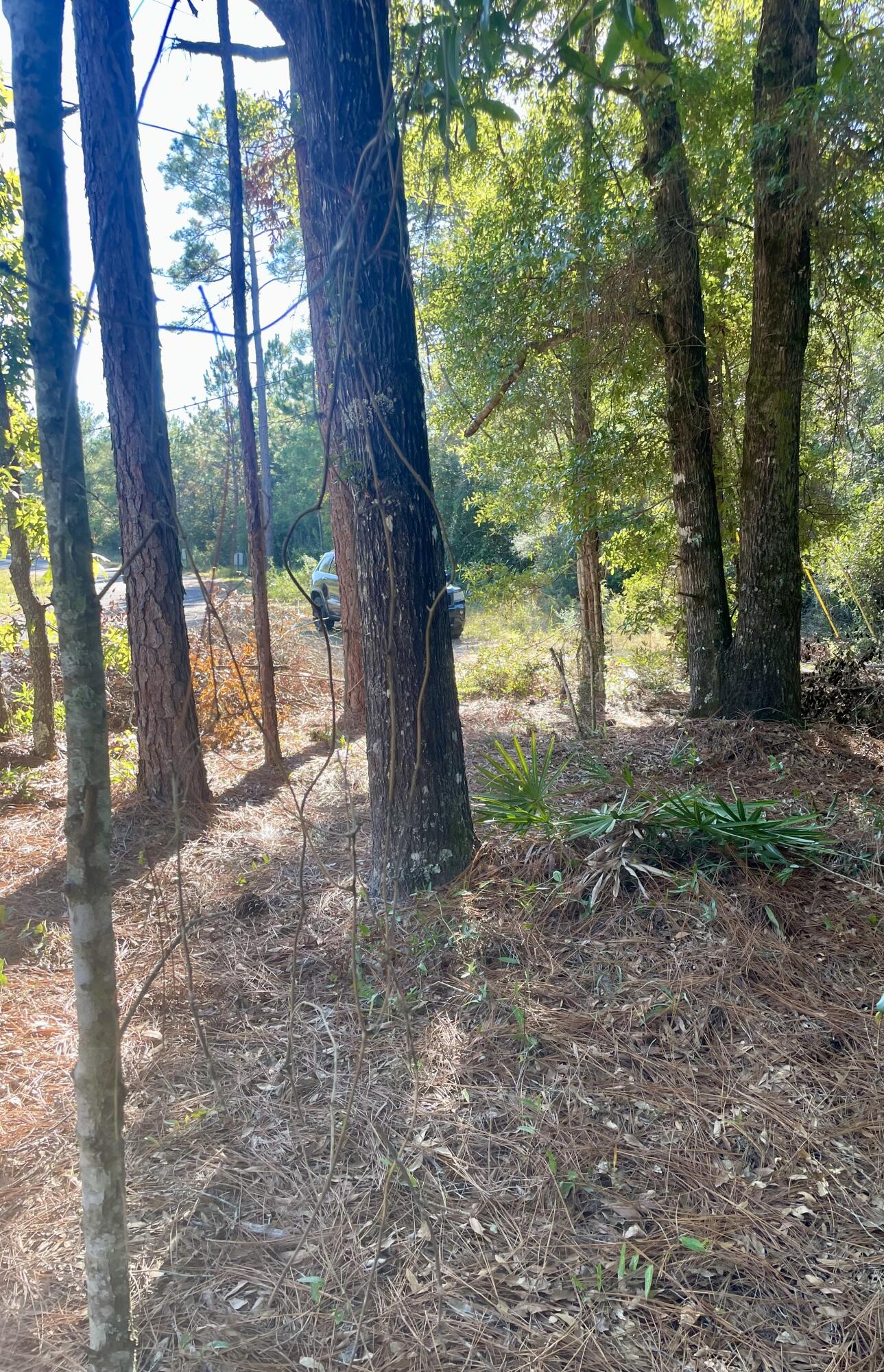 X Blue Ridge Boulevard DeFuniak Springs, FL 32433 - Photo 2 of 7 a backyard of a house with lots of green space