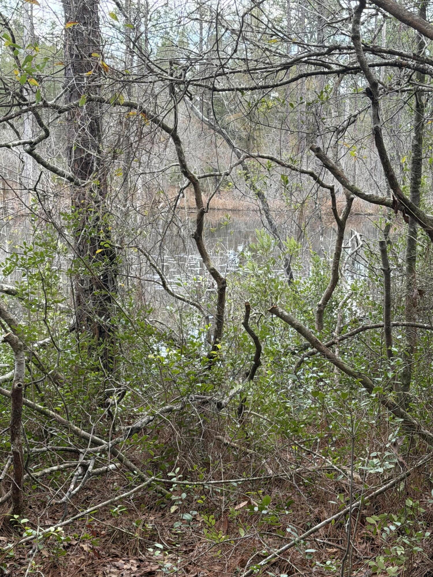 X Blue Ridge Boulevard DeFuniak Springs, FL 32433 - Photo 5 of 7 a picture of tree