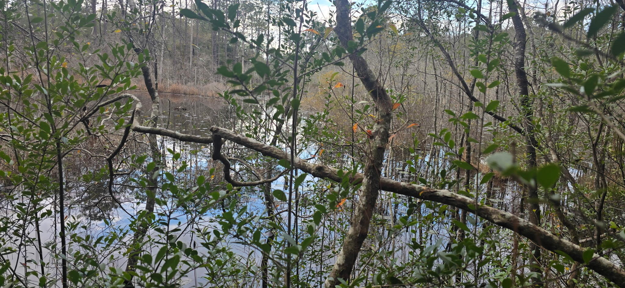 X Blue Ridge Boulevard DeFuniak Springs, FL 32433 - Photo 7 of 7 a picture of tree