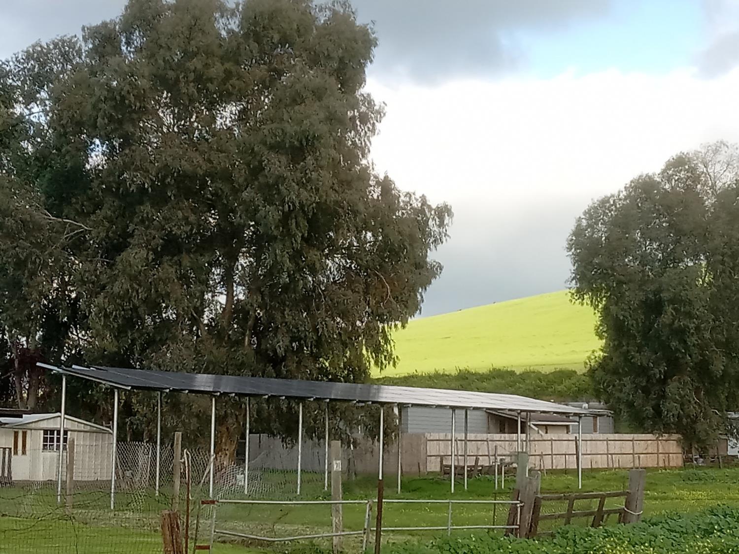 602 South Spruce Road Exeter, CA 93221 - Photo 11 of 28 a view of a yard with plants and large trees