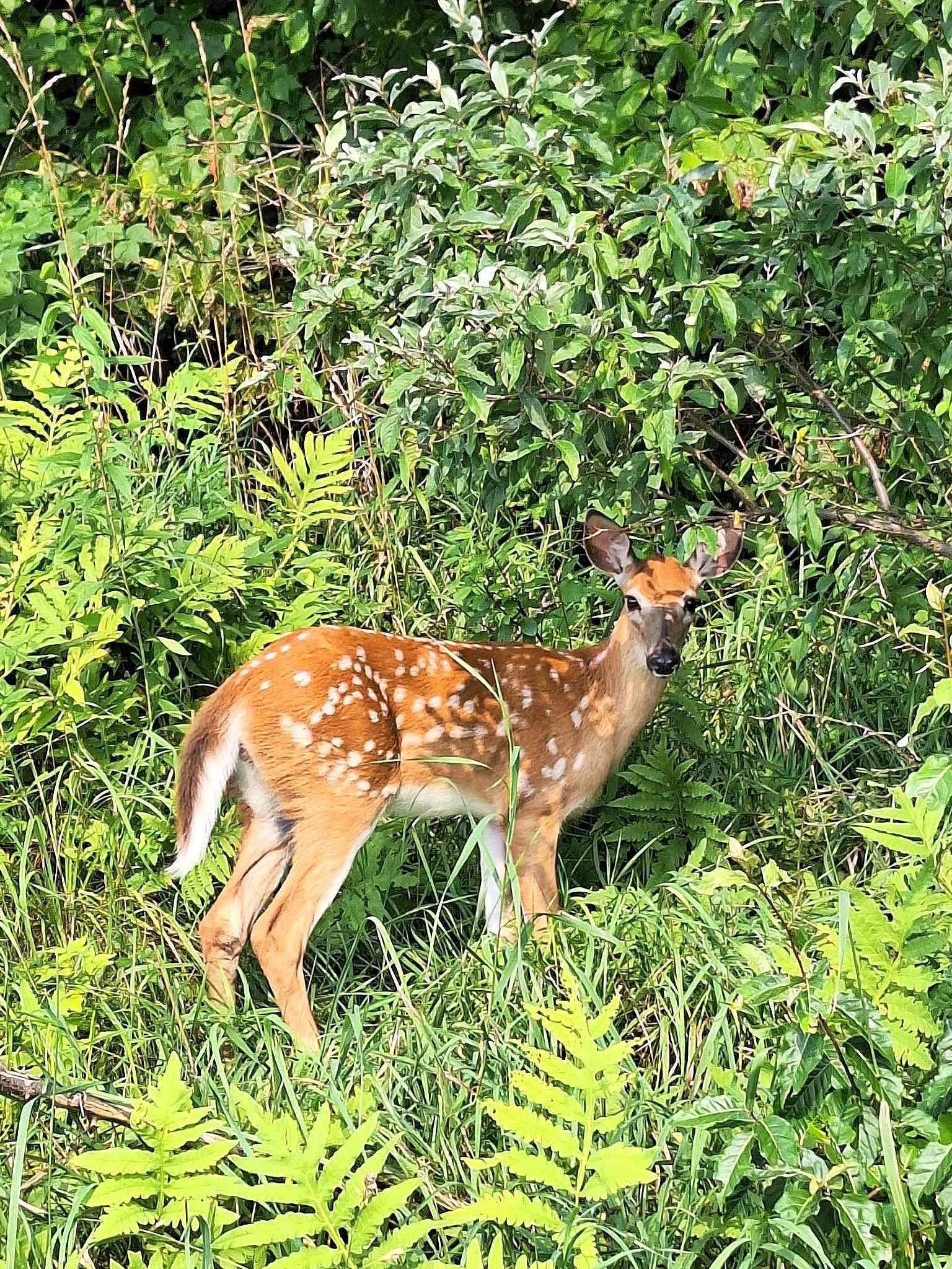 0 Brook Road Springfield, VT 05156 - Photo 4 of 16