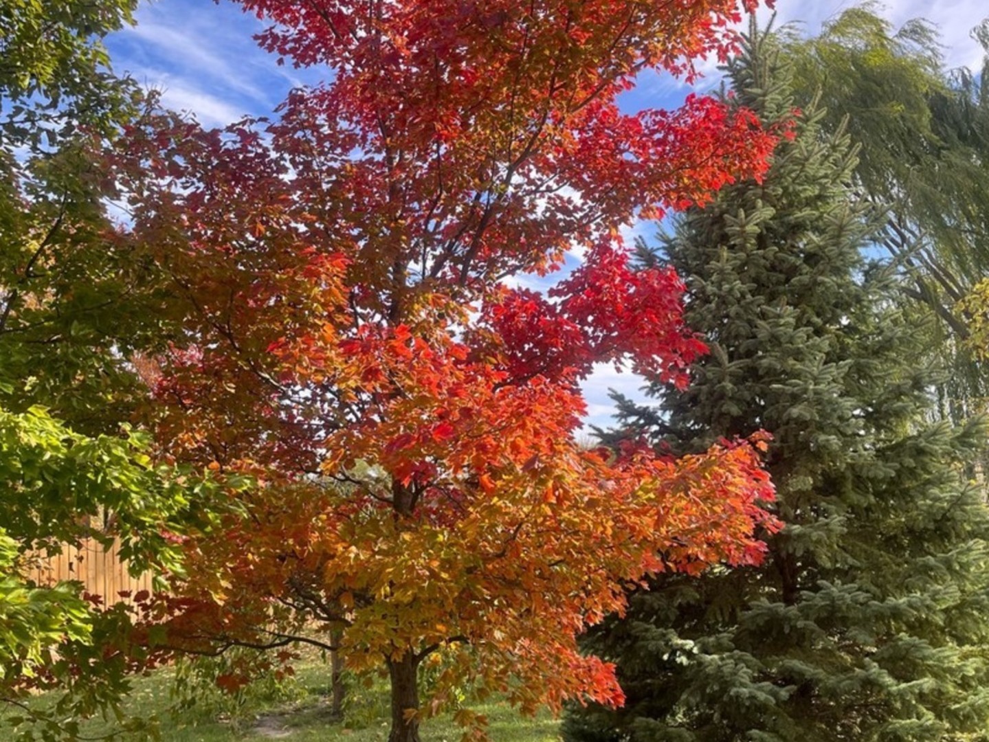 4709 West Iris Lane Monee, IL 60449 - Photo 25 of 28 a picture of tree