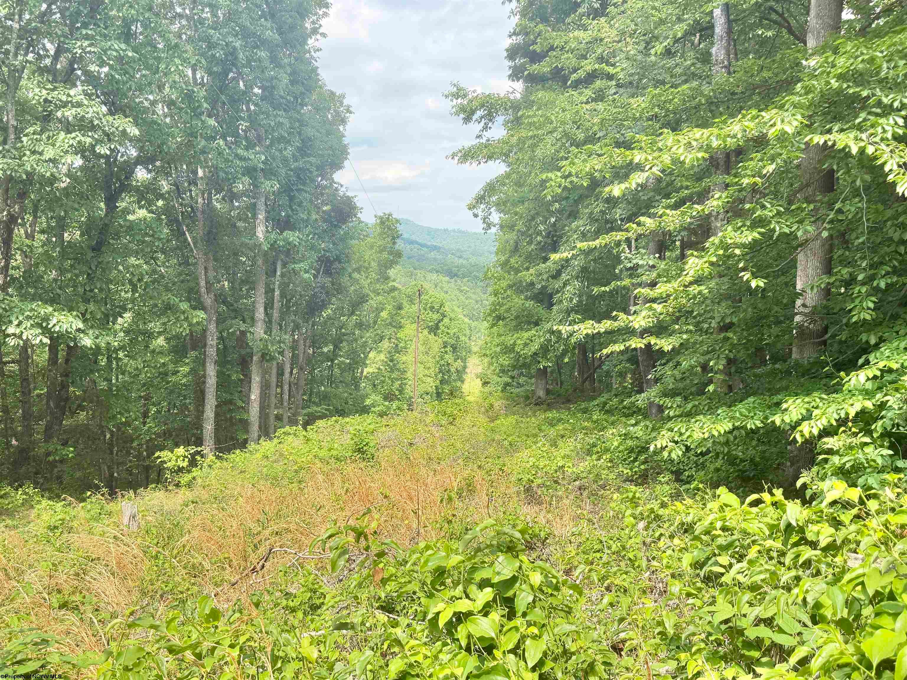 Tbd Big Pigeon Road Procious, WV 25164 - Photo 27 of 49 Gallery Image 27