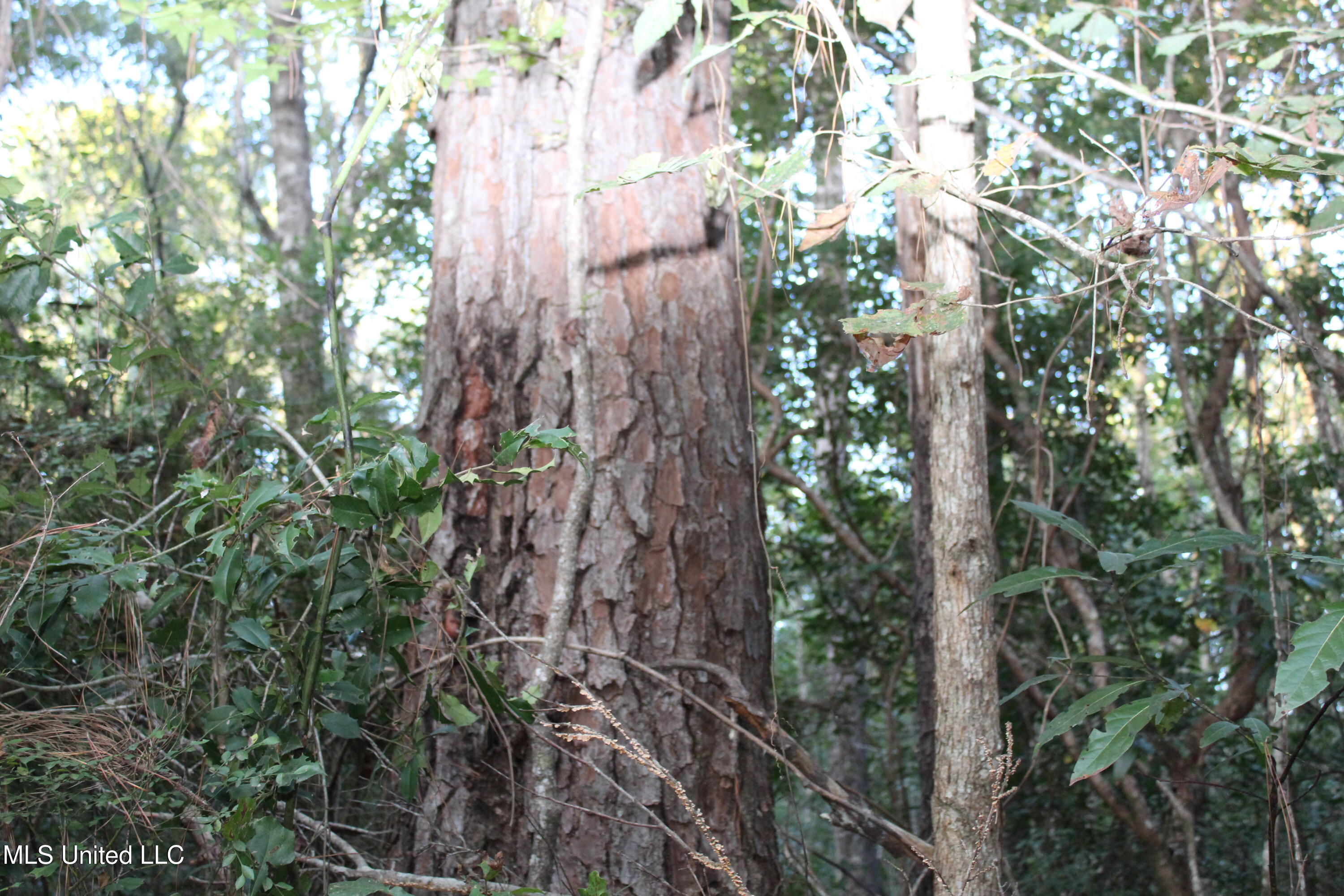 612 Highway 612 Lucedale, MS 39452 - Photo 29 of 37 IMG_9936