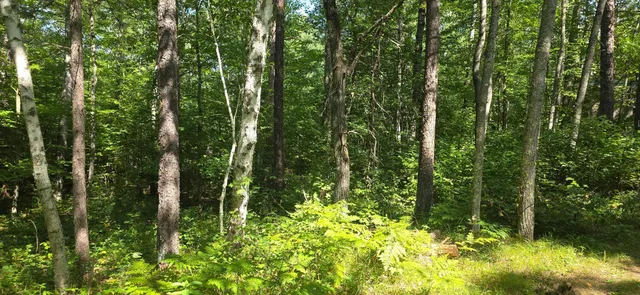 $70,000 | Lot 13 Lot Trail, Danbury, WI 54830