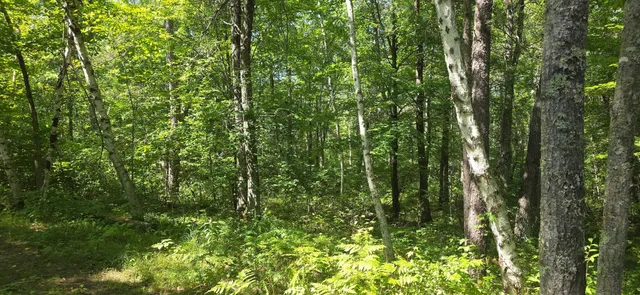 $70,000 | Lot 13 Lot Trail, Danbury, WI 54830