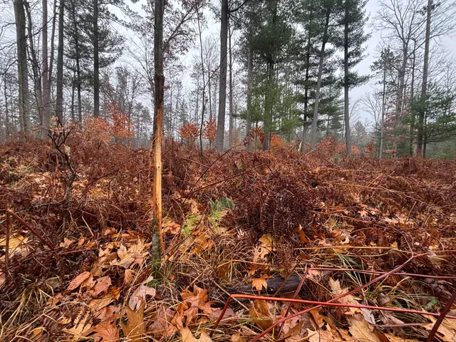 $139,900 | 6270 Woods Trail, Custer, MI 49405