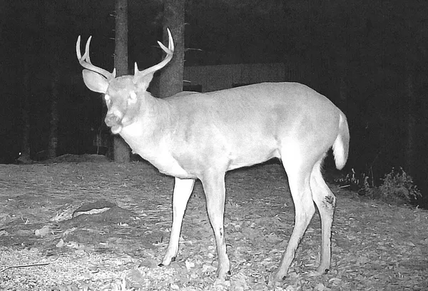 $139,900 | 6270 Woods Trail, Custer, MI 49405