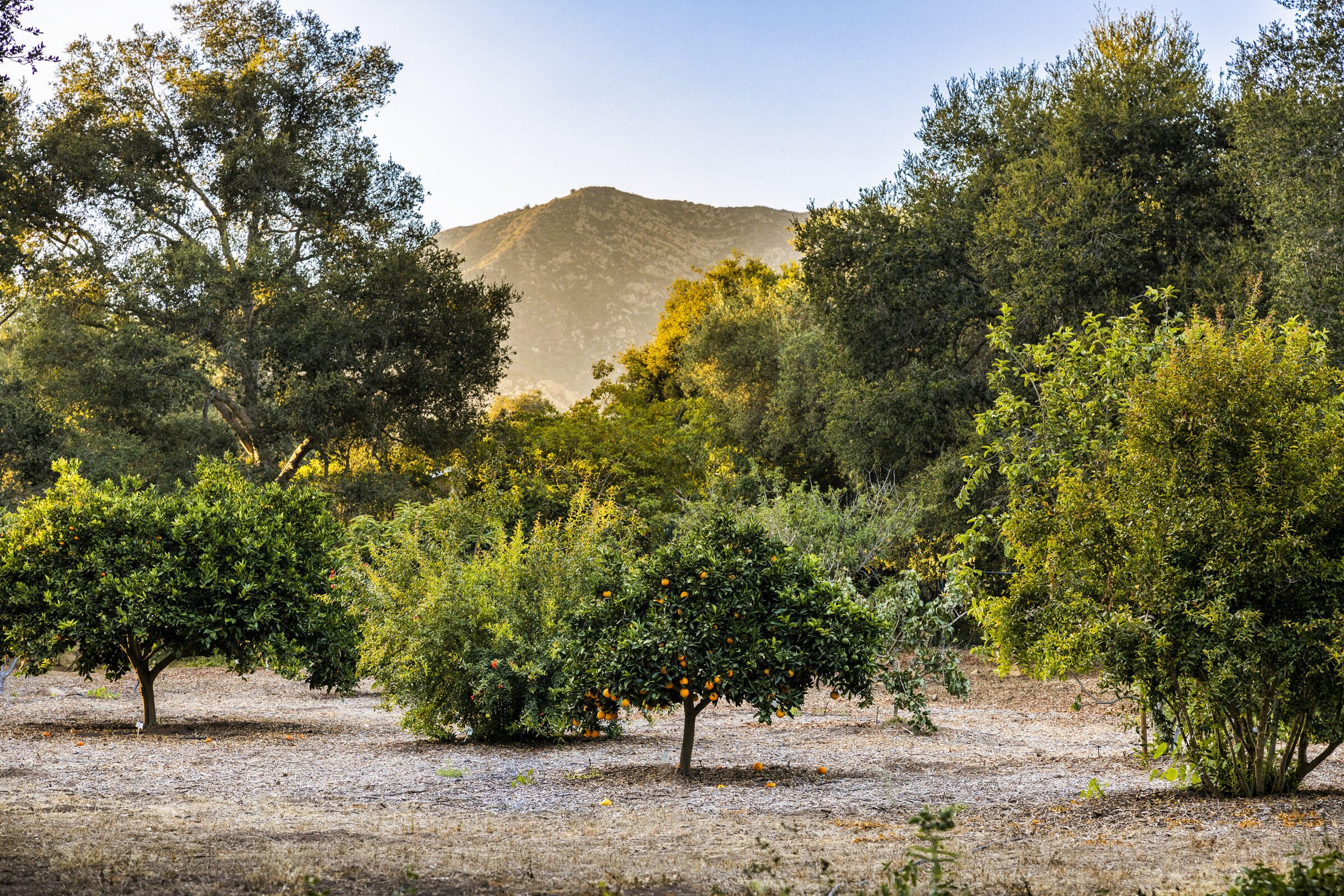 645-675 Olive Road Montecito, CA 93108 - Photo 25 of 34 a view of outdoor space with trees