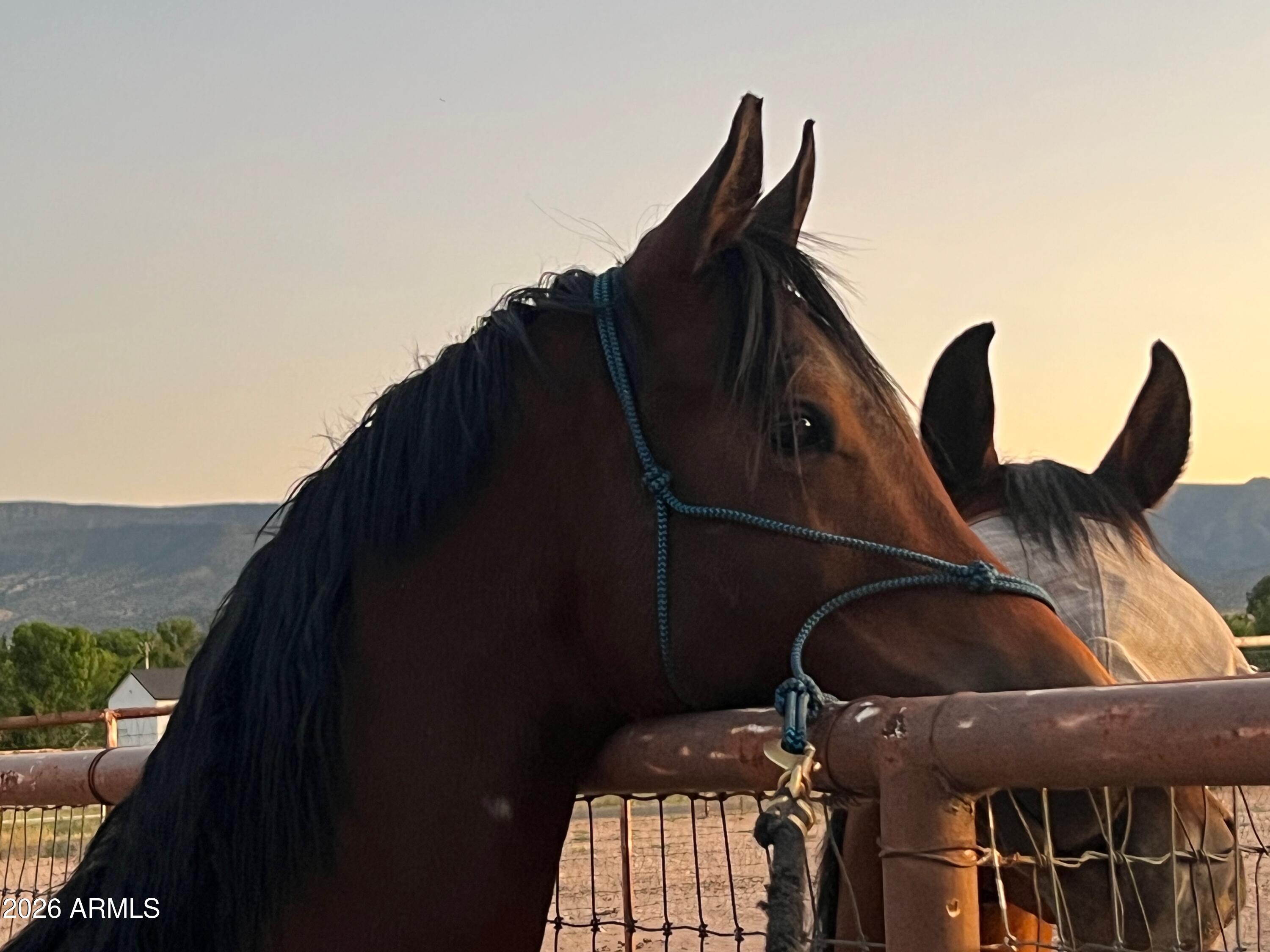 2770 South Country Hill Road Cornville, AZ 86325 - Photo 12 of 53 Bring Your Horse Friends