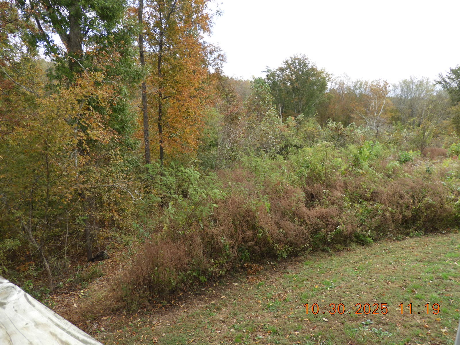 155 Poling Drive Pulaski, TN 38478 - Photo 12 of 36 a view of a forest with trees in the background