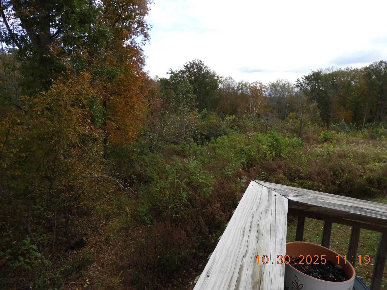 155 Poling Drive Pulaski, TN 38478 - Photo 14 of 36 a view of a wooden deck with a forest