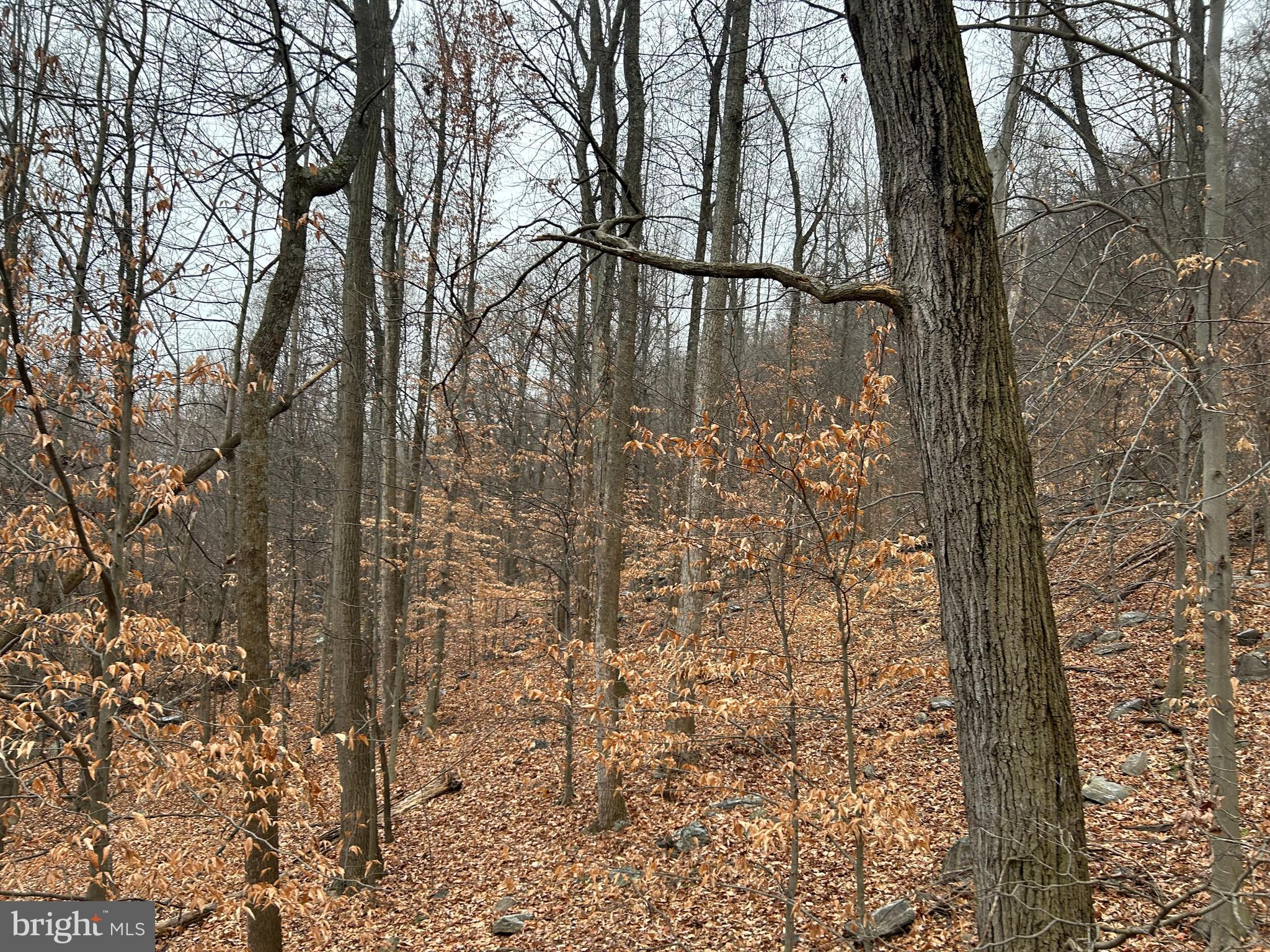 Lot 198 Reed Road Knoxville, MD 21758 - Photo 2 of 6 Gallery Image 2