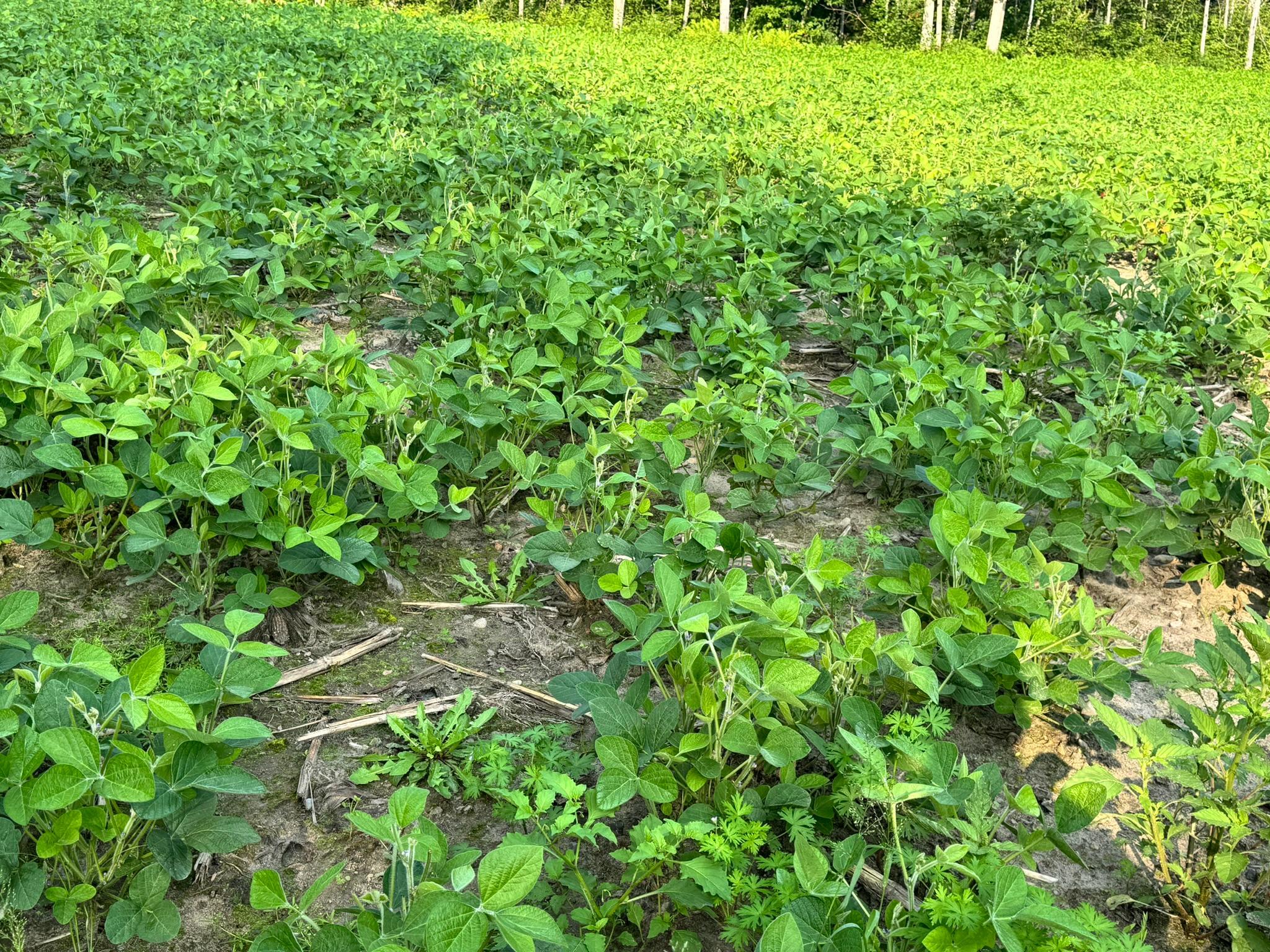 20891 Highway 64 Akeley, MN 56433 - Photo 32 of 53