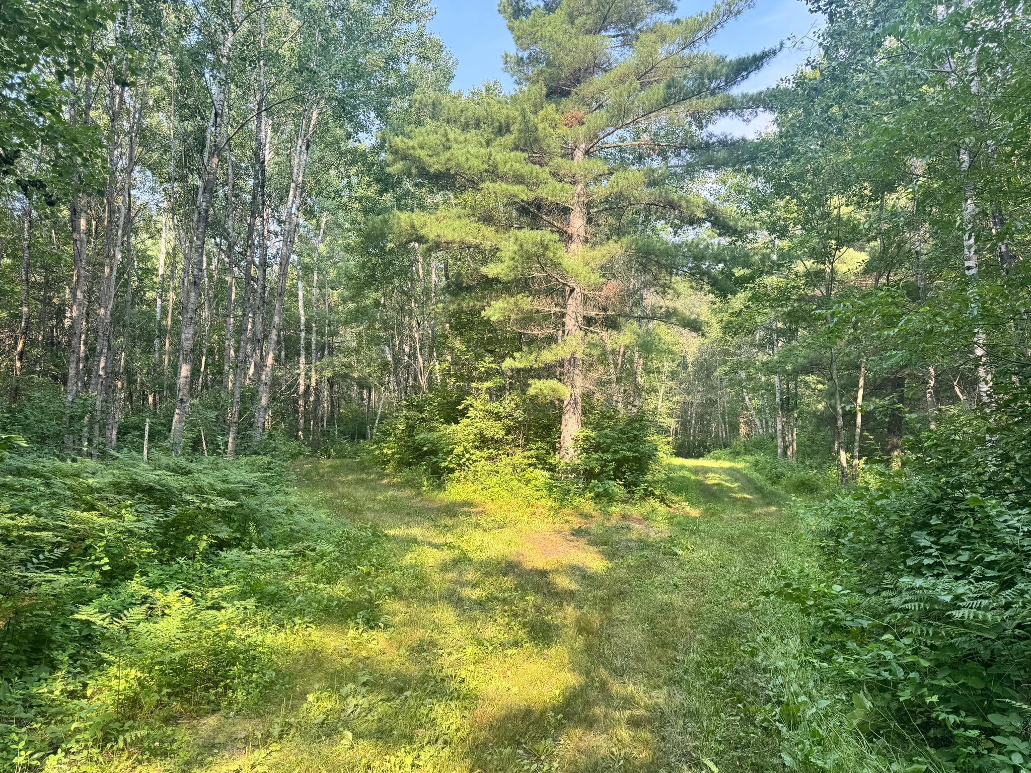 20891 Highway 64 Akeley, MN 56433 - Photo 49 of 53