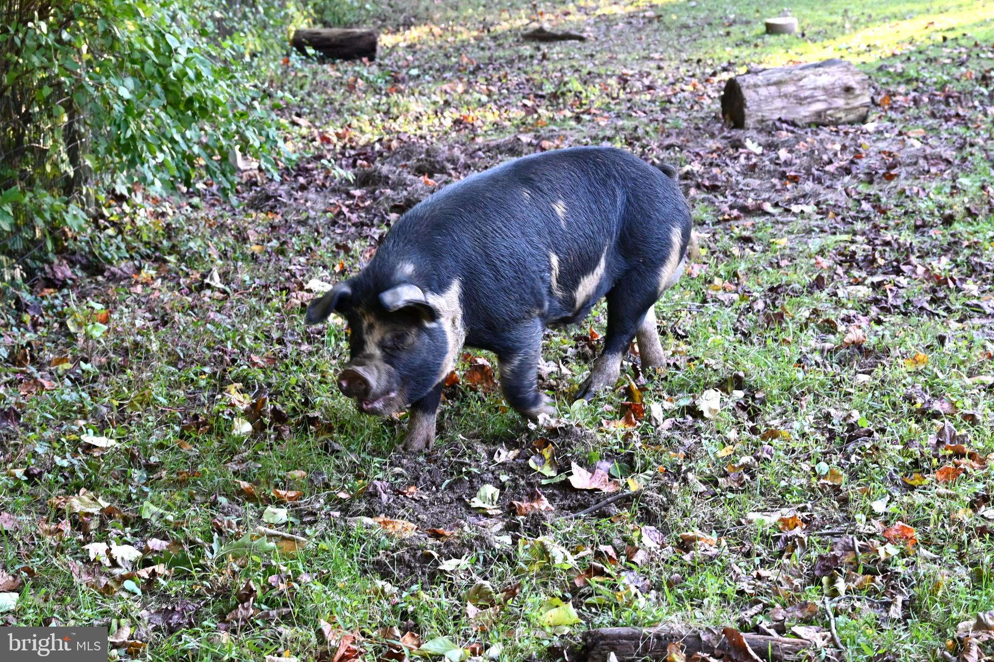 111 New Road Elverson, PA 19520 - Photo 104 of 107 friends