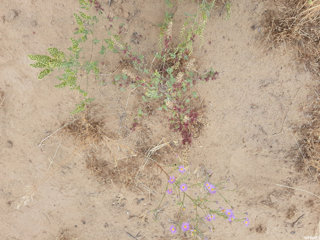 20 Thompson Area Road Green River, UT 84525 - Photo 14 of 18 Native Fall flowers here and there.